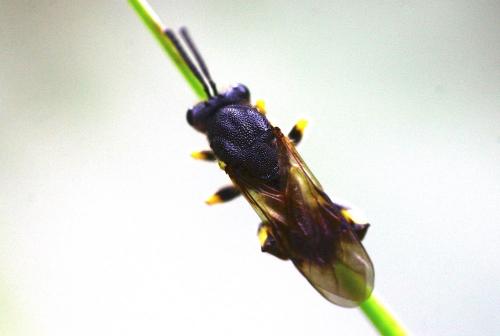Réf. 247 986 : Chalcis myrifex